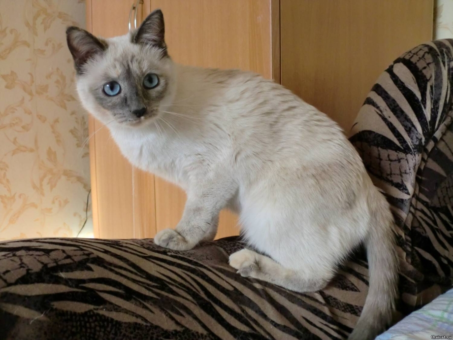 Сиамский кот серо белый