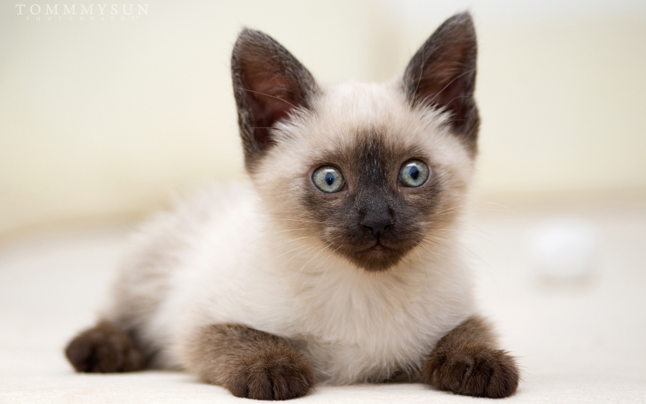 Тайская кошка котята