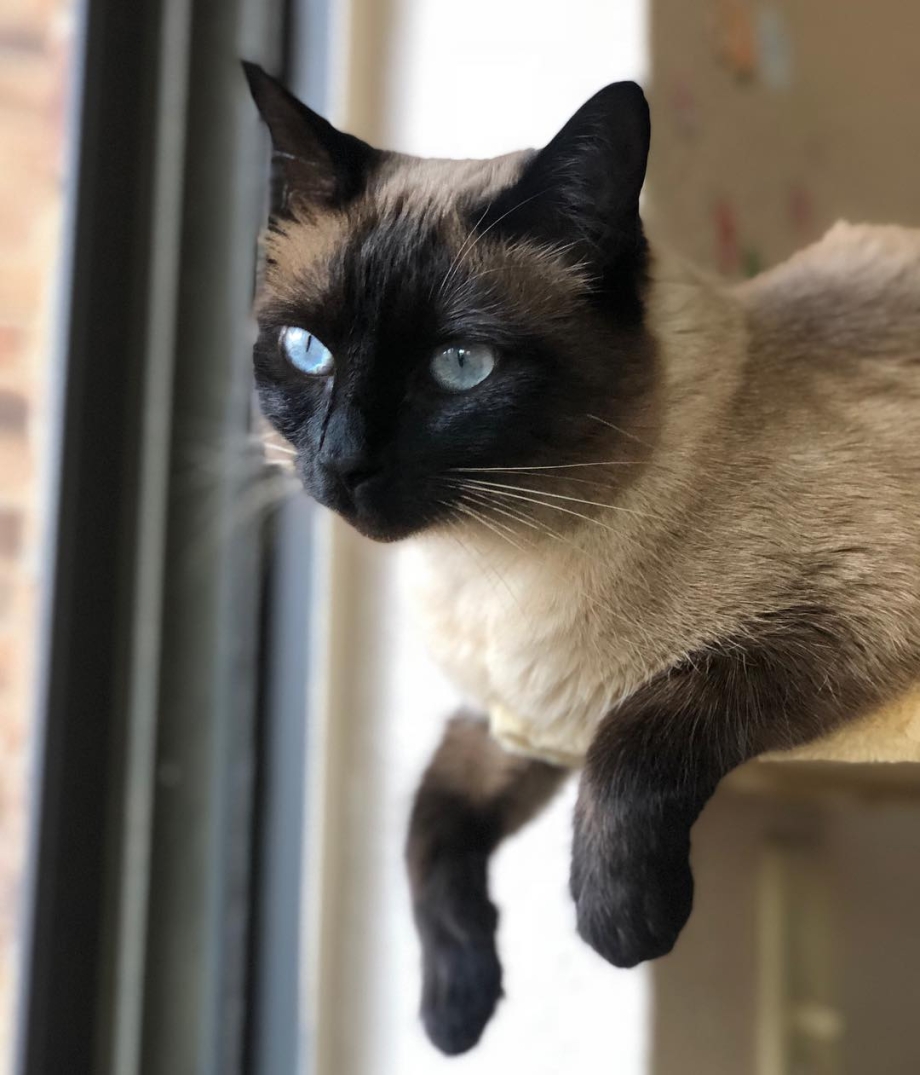 Тайская кошка