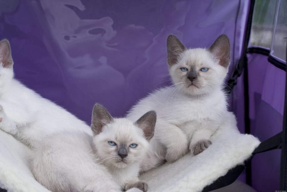 Тайская кошка котята