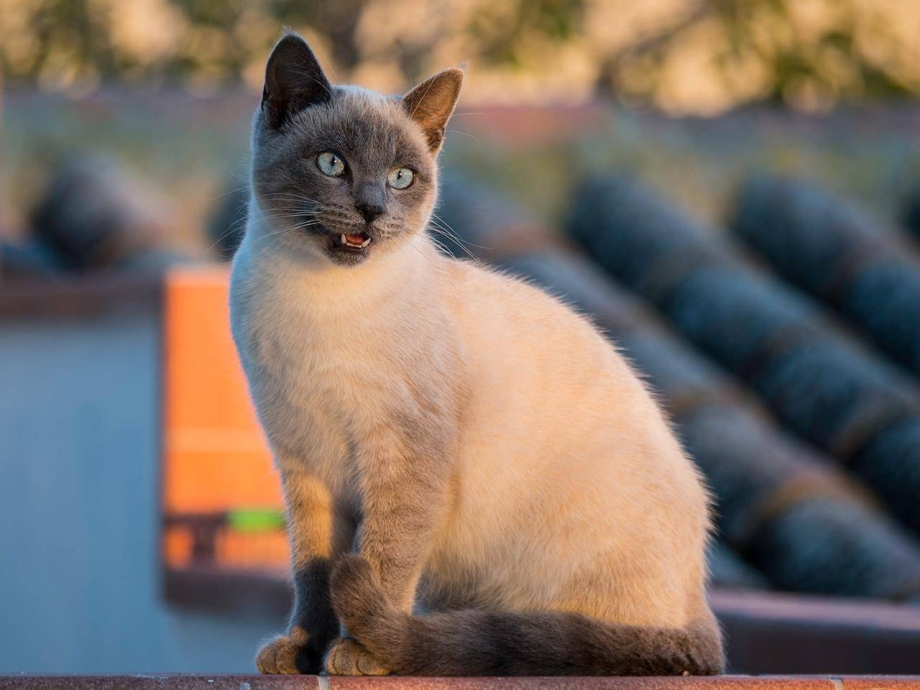Кот тайской породы