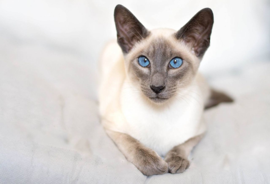Сиамская кошка