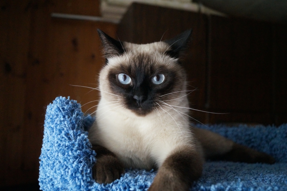 Сиамский и тайский кот