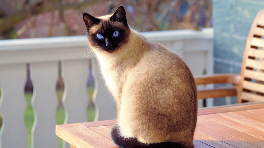 Сиамская кошка