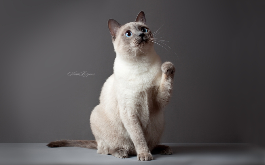 Сиамская кошка с ошейником