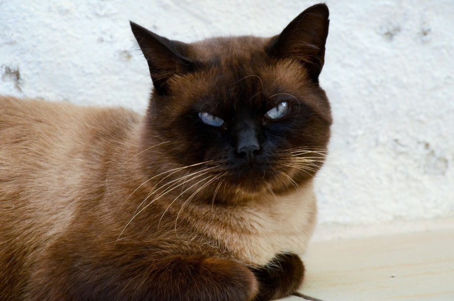 Сиамская кошка