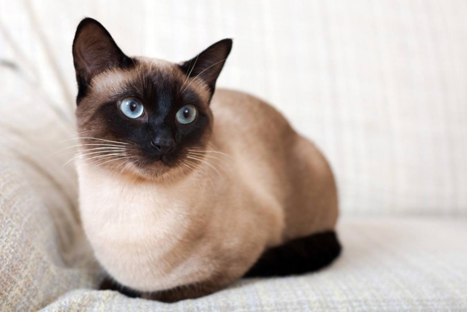 Сиамская кошка
