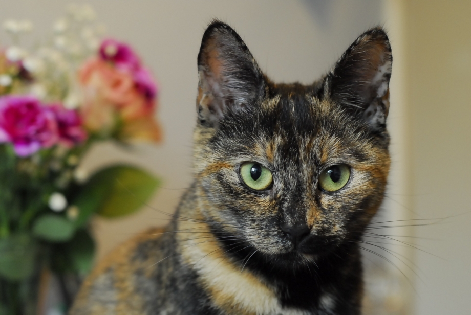 Tortoiseshell Cat порода