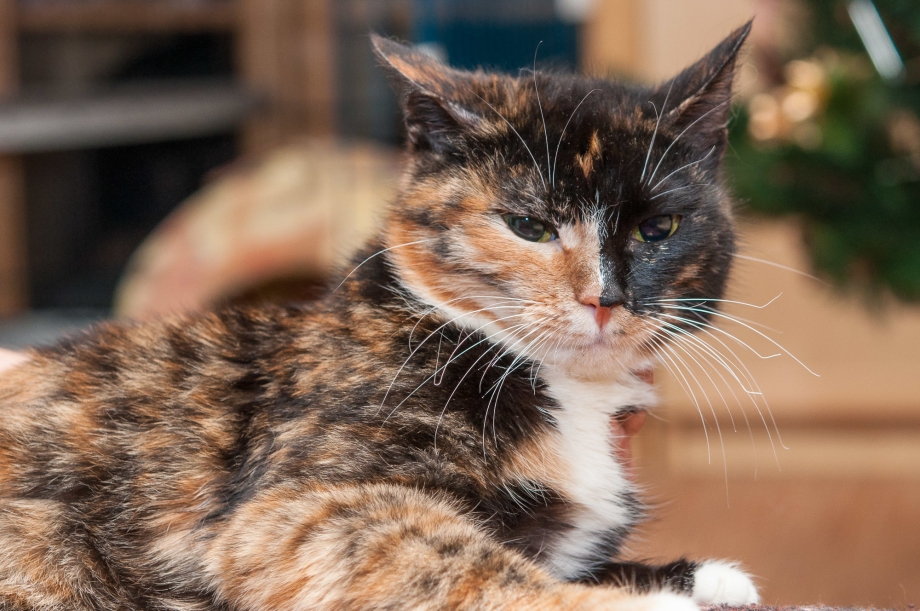 Tortoiseshell Cat порода