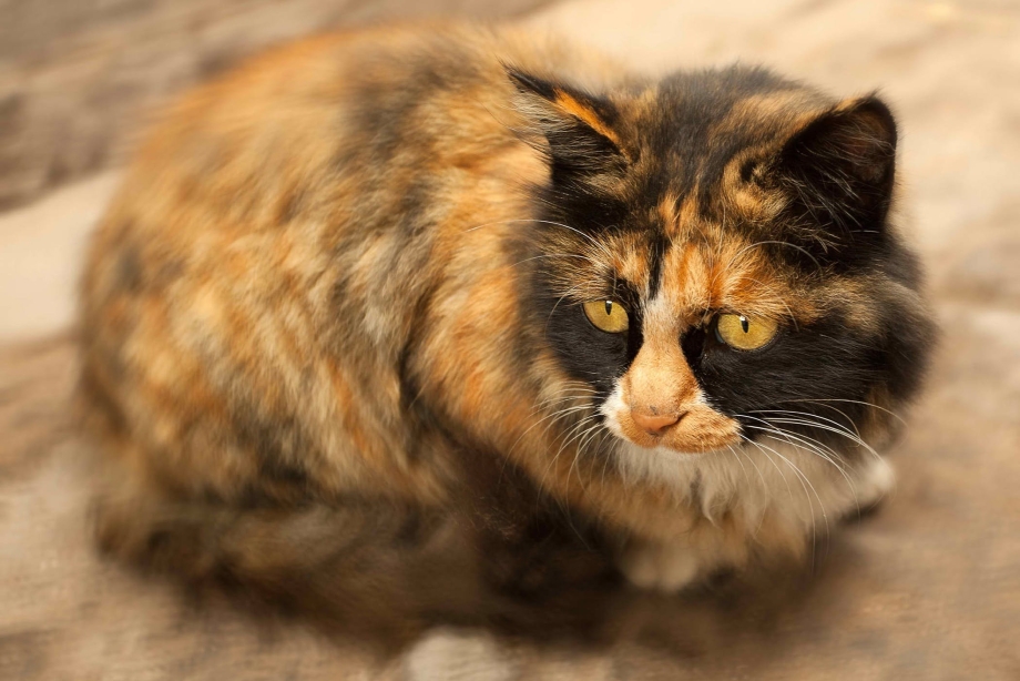 Черепаховая кошка сидит