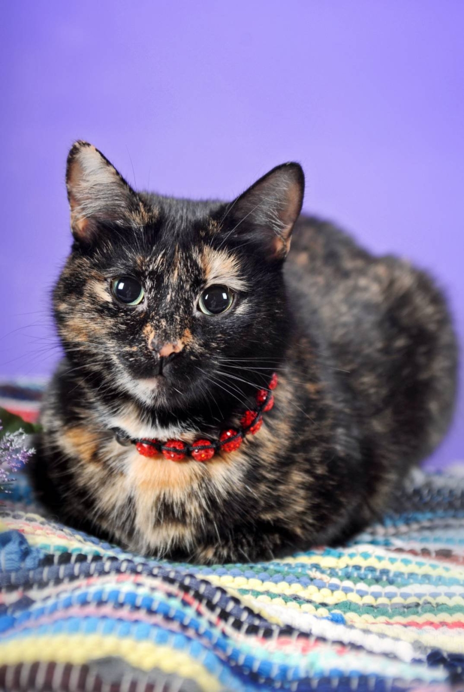 Tortoiseshell Cat порода