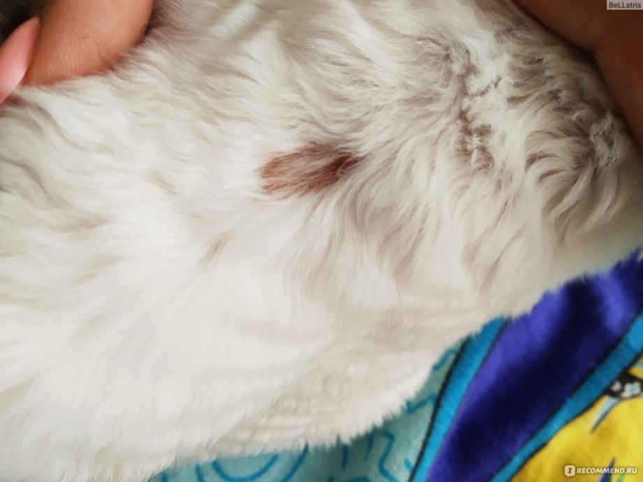 Кошачий стригущий лишай