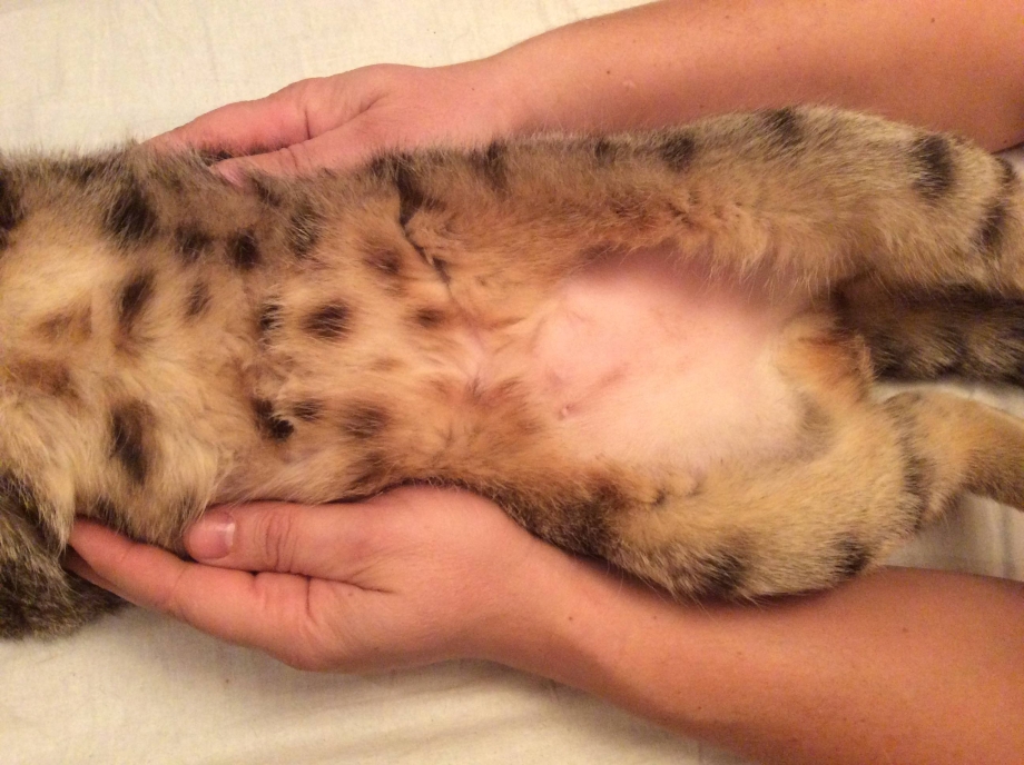 У кошки коросты под шерстью