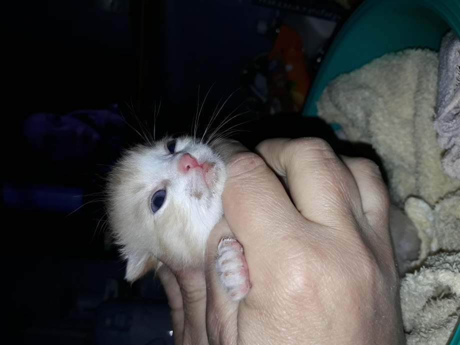 Пищевая аллергия у кошек