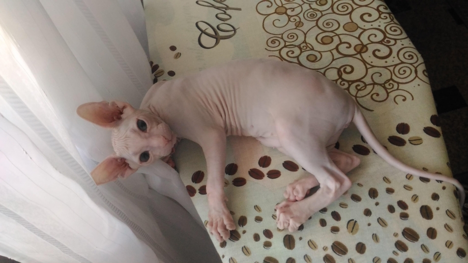 Кошачий нос