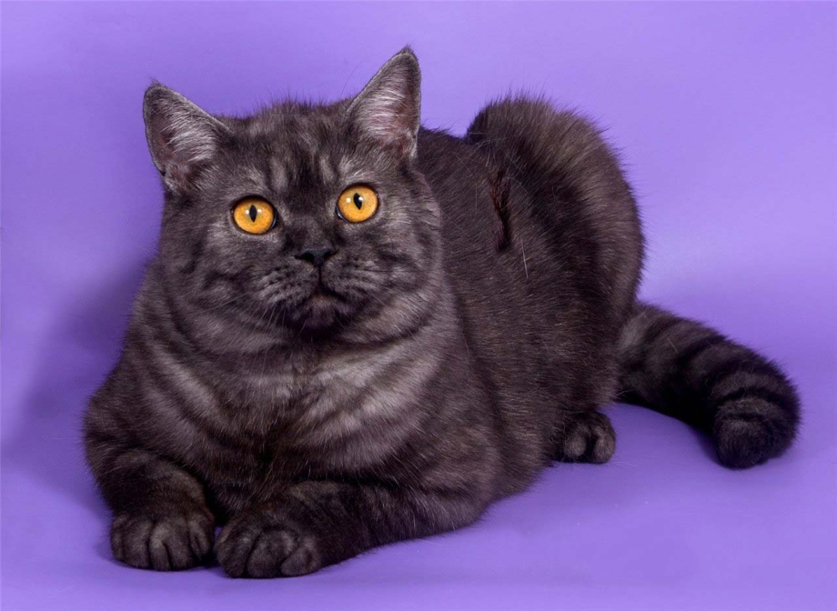 Шотландский скоттиш страйт