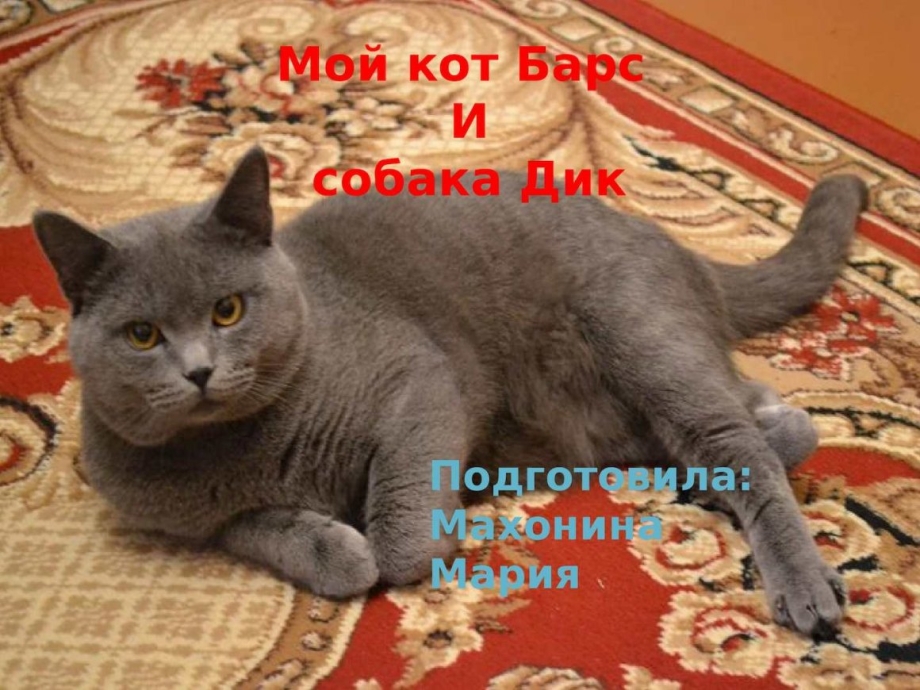 Шотландский котенок прямоухий