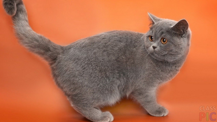 Шотландская кошка прямоухая