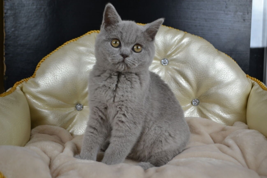 Шотландский кот скоттиш страйт