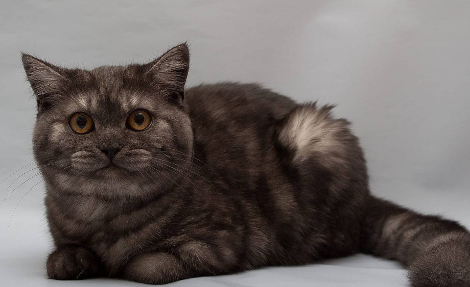 Шотландский кот скоттиш страйт