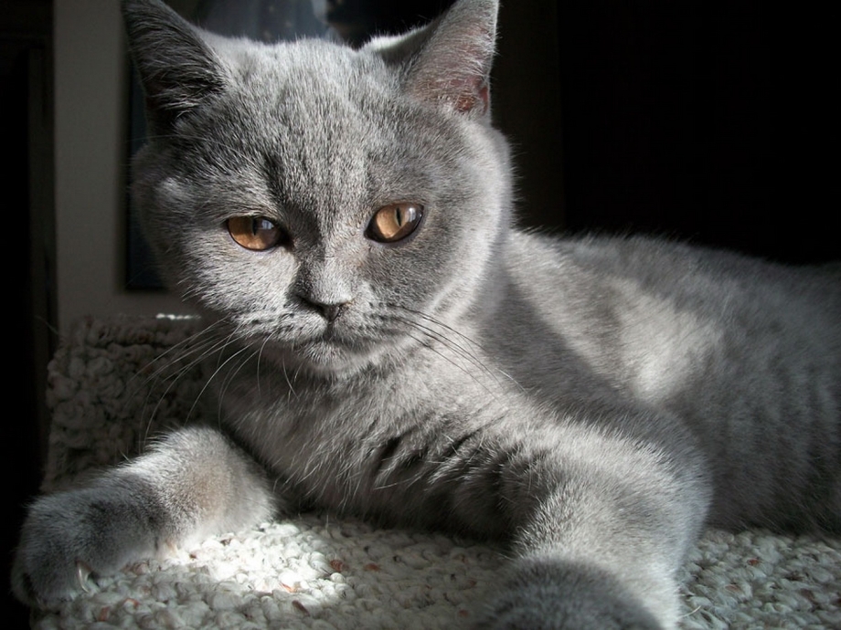 Шотландский скоттиш страйт серый