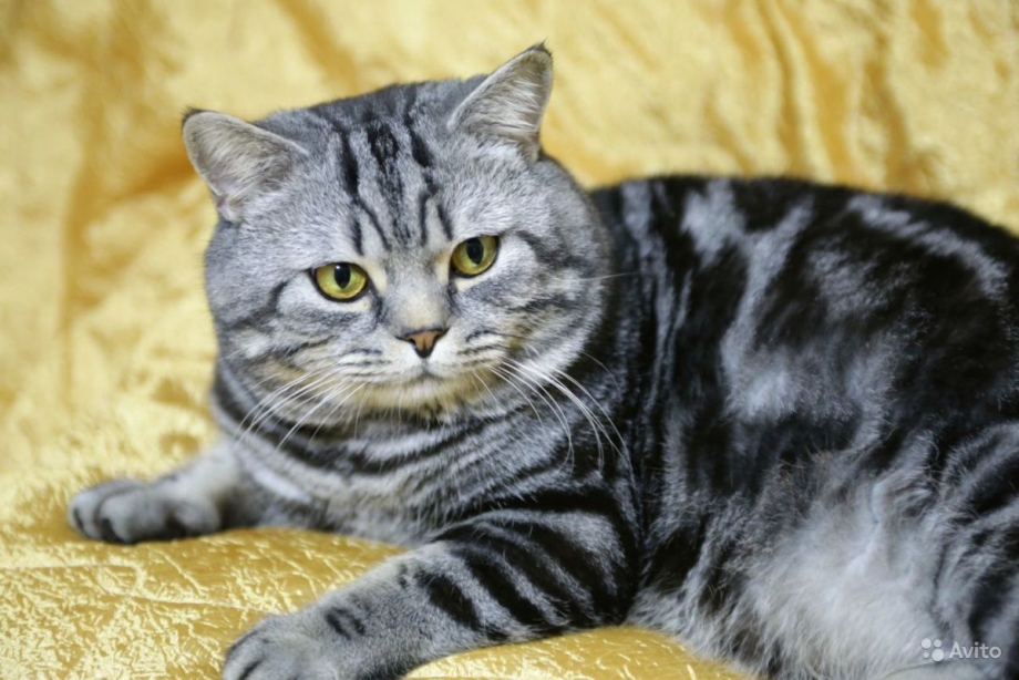 Шотландский скотчштрайд