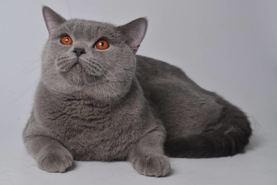 Шотландский кот скоттиш страйт