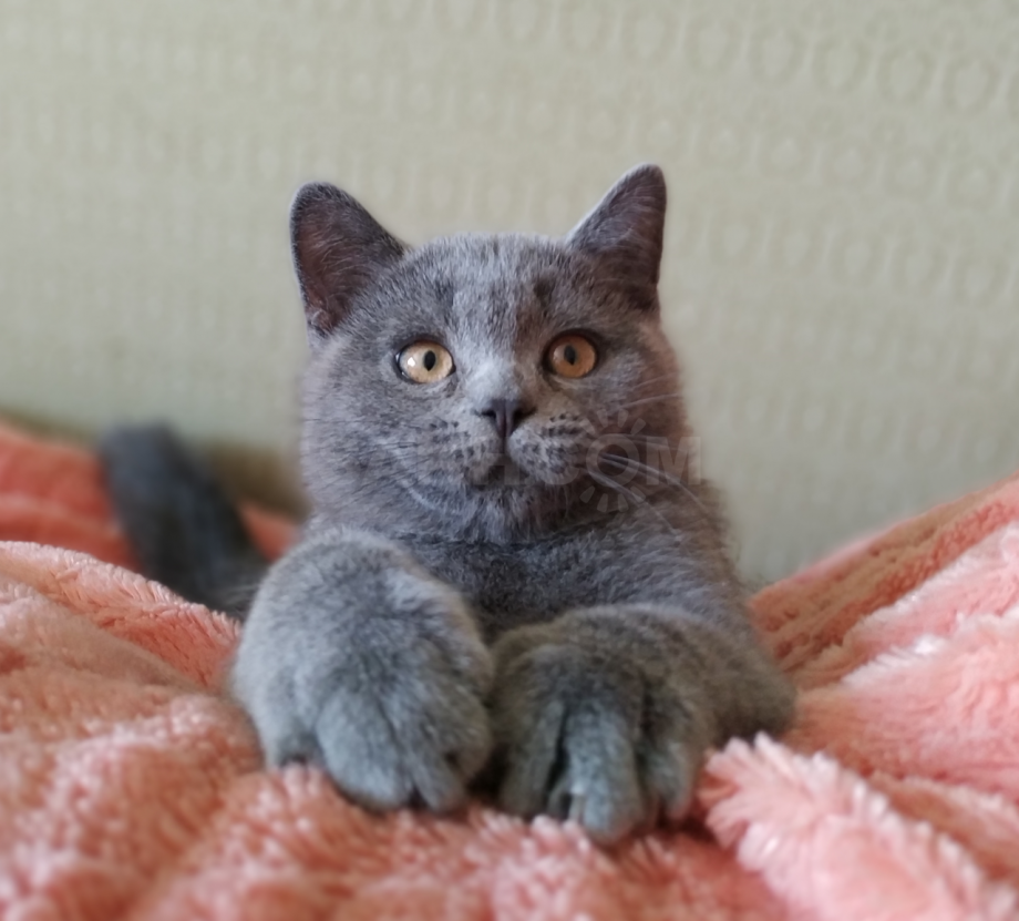 Шотландский котенок прямоухий