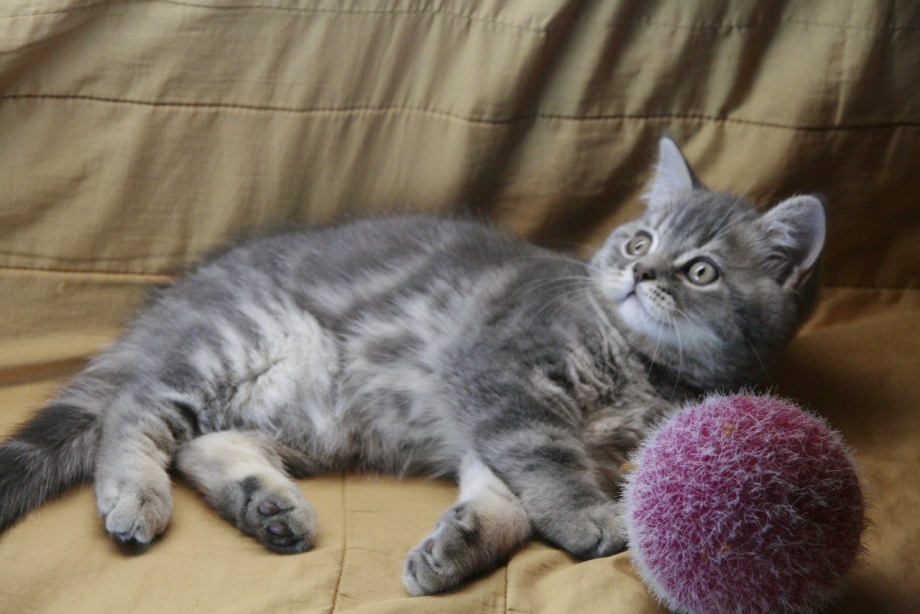 Кот шотландец прямоухий серый