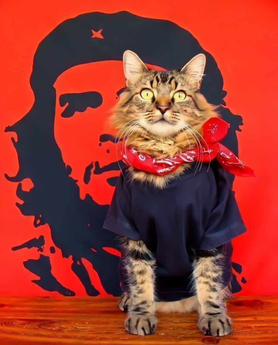 Котики в одежде