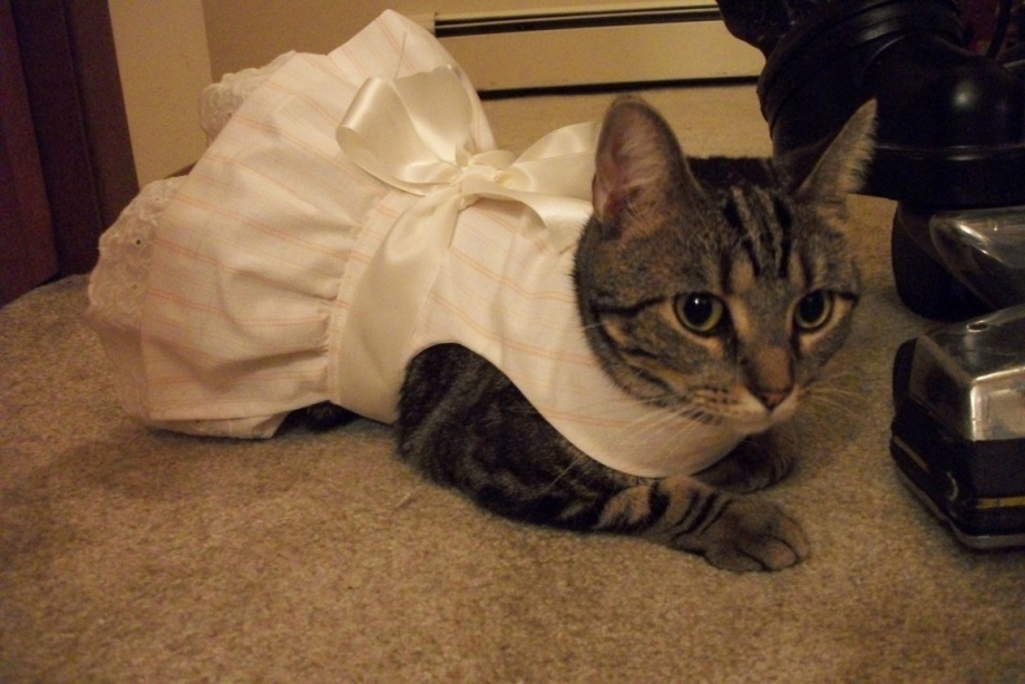 Коты и кошки в нарядах