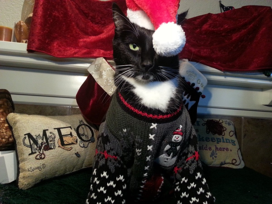 Наряженные коты