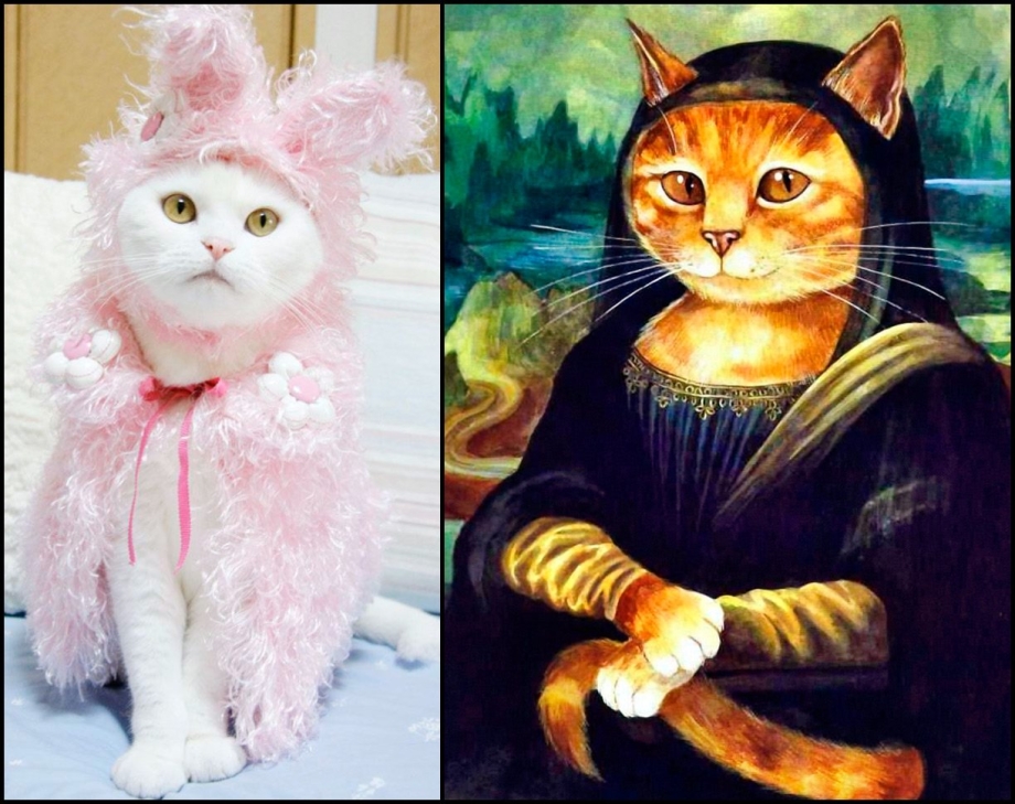 Коты одетые в костюмы