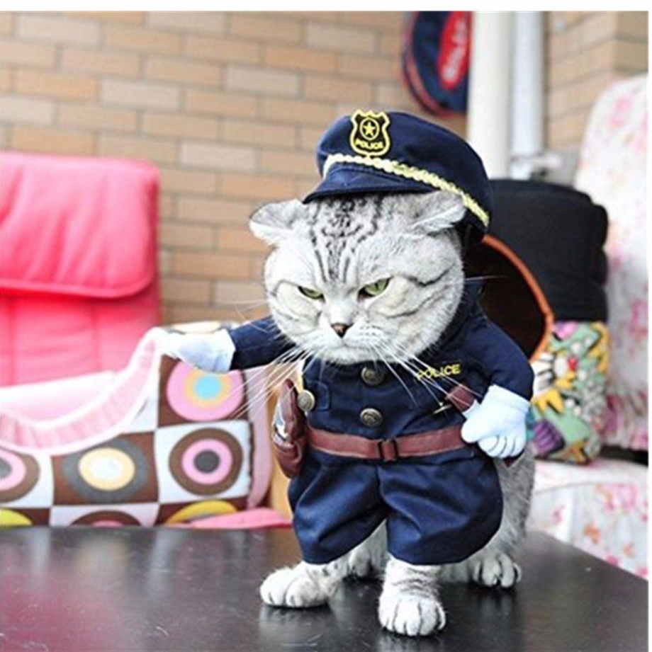 Кот в костюме
