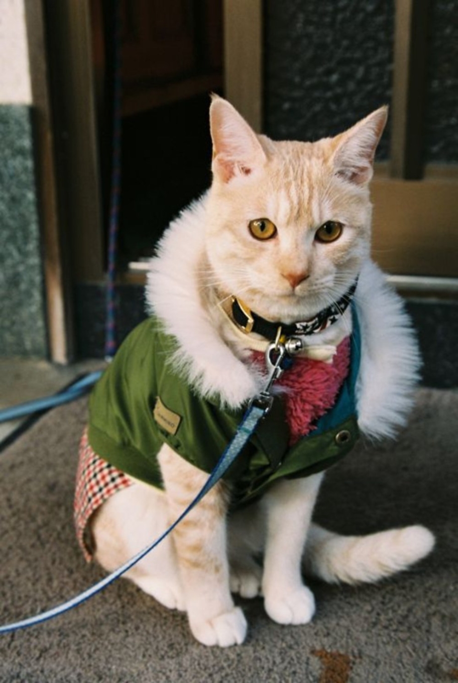 Кошка в одежке