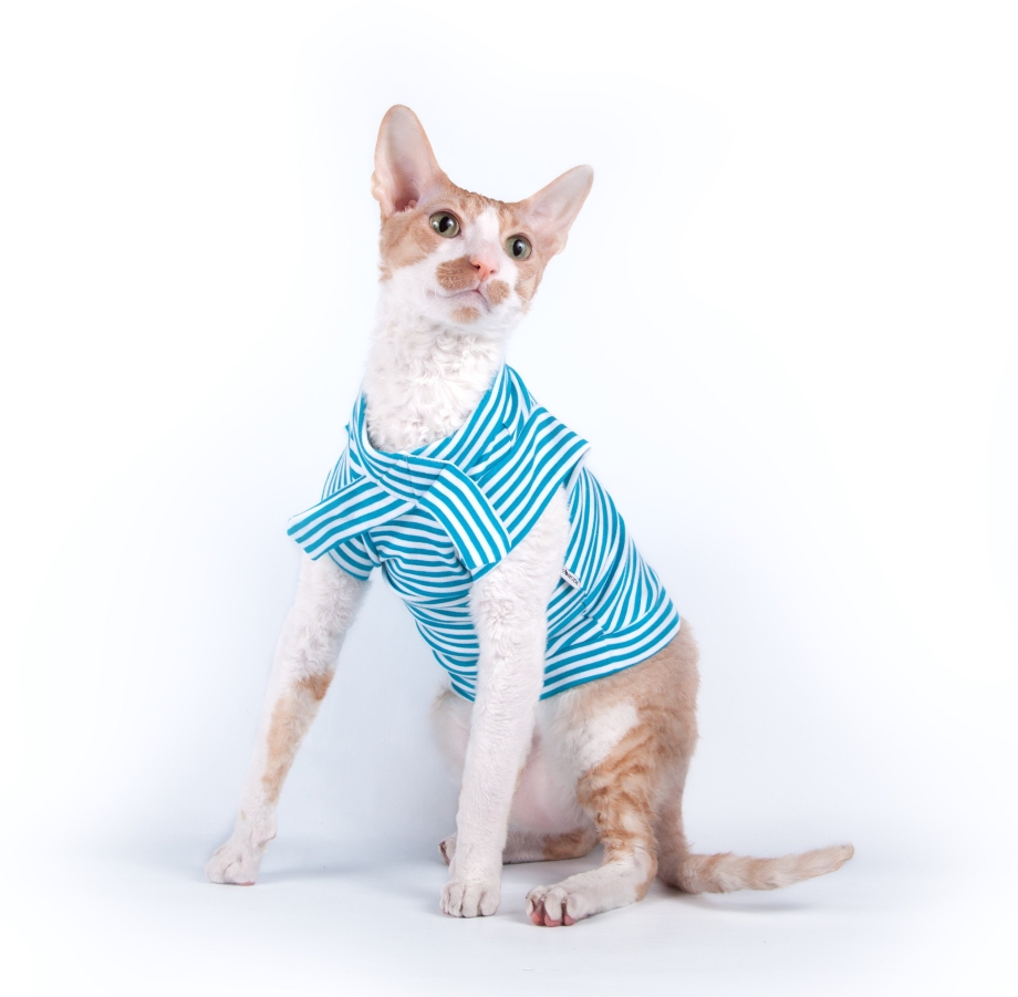 Cat Wear adidas