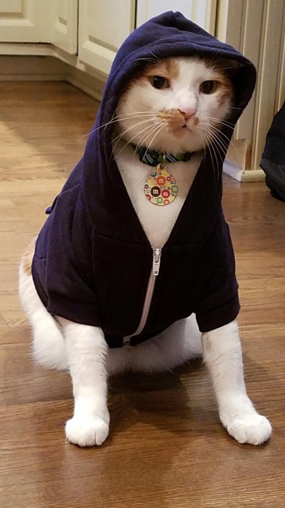 Кот одетый в костюм