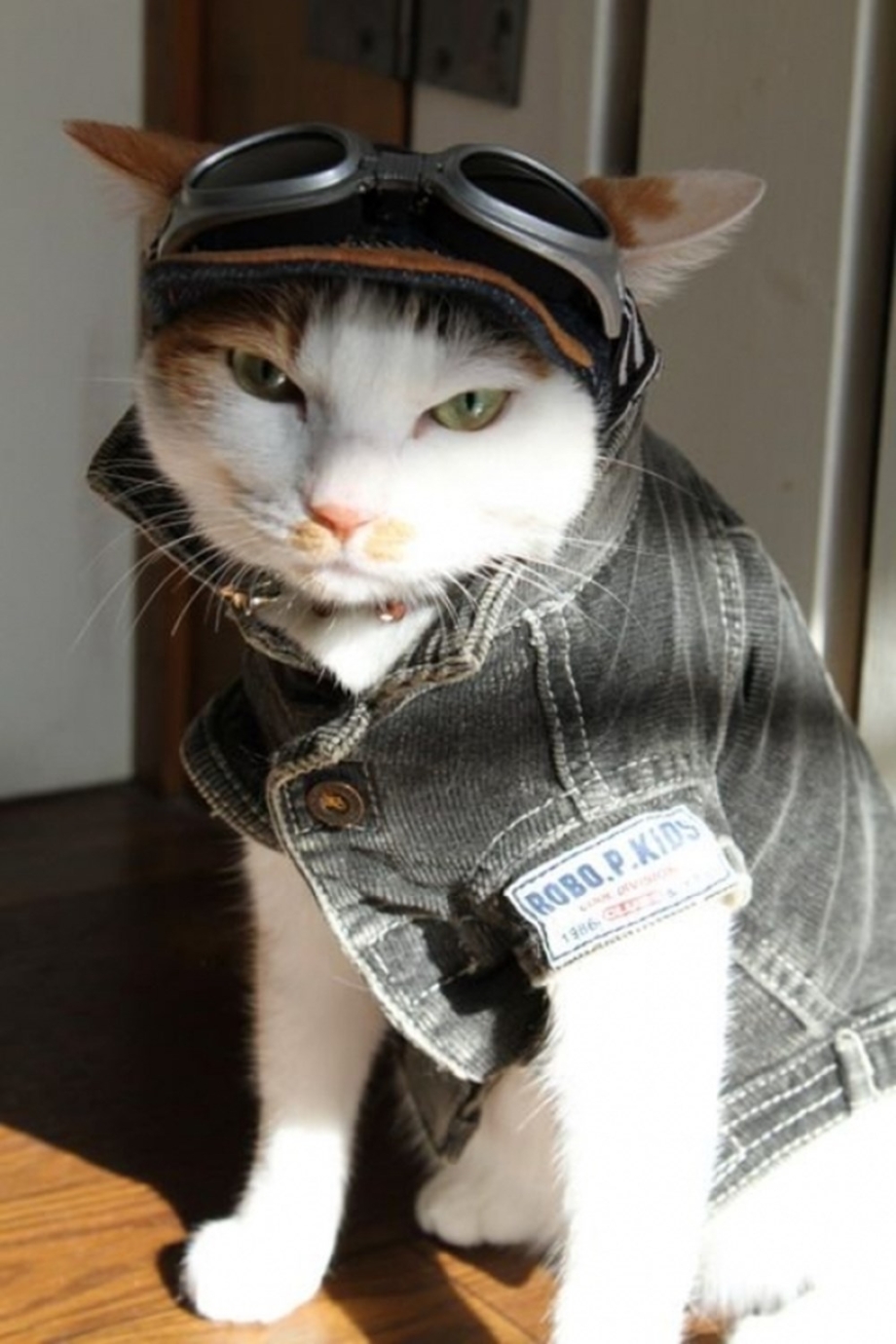 Коты в нарядах