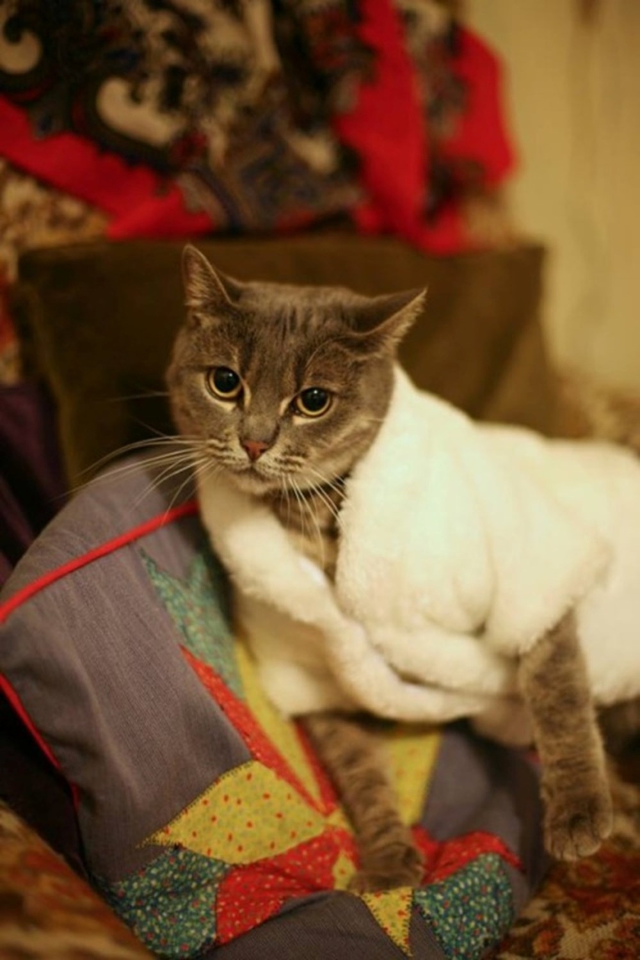 Кошки одетые в одежду
