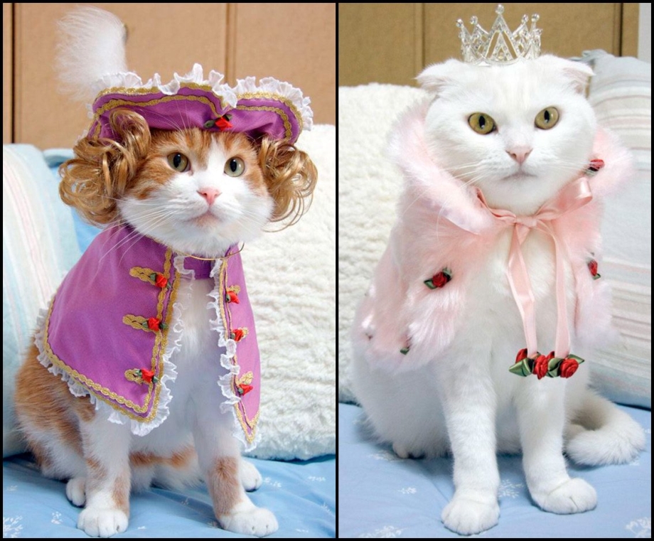 Кошка в платье