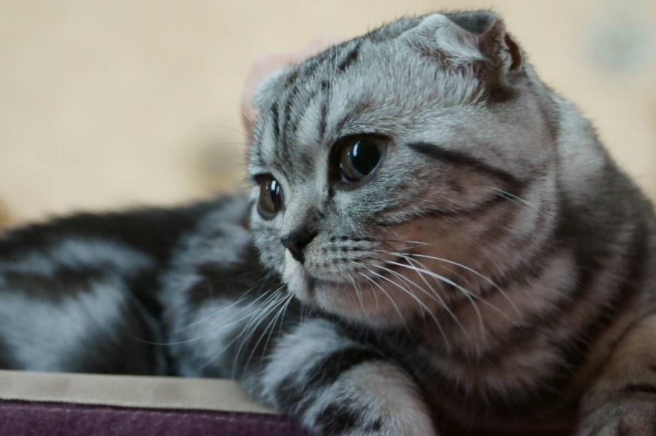 Шотландская вислоухая кошка серая в полоску