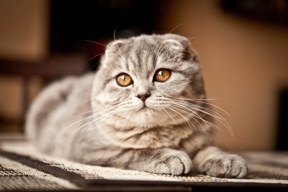 Шотланская Веселуха кошка