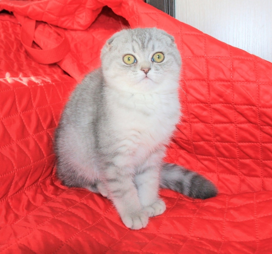 Скоттиш-фолд Шотландская