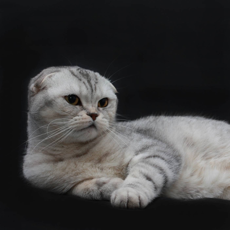 Коты Шотландские вислоухие скоттиш фолд