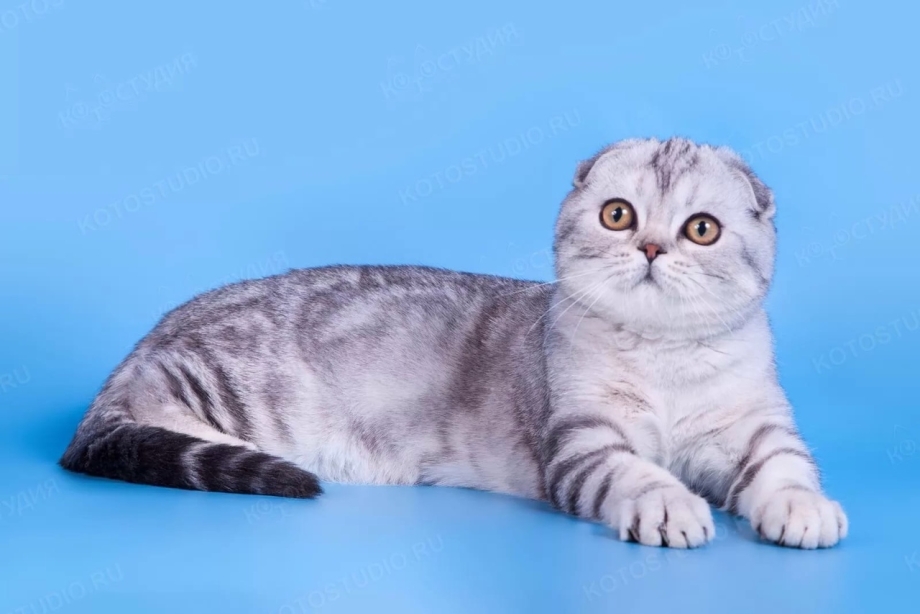 Британская кошка вислоухая мраморная