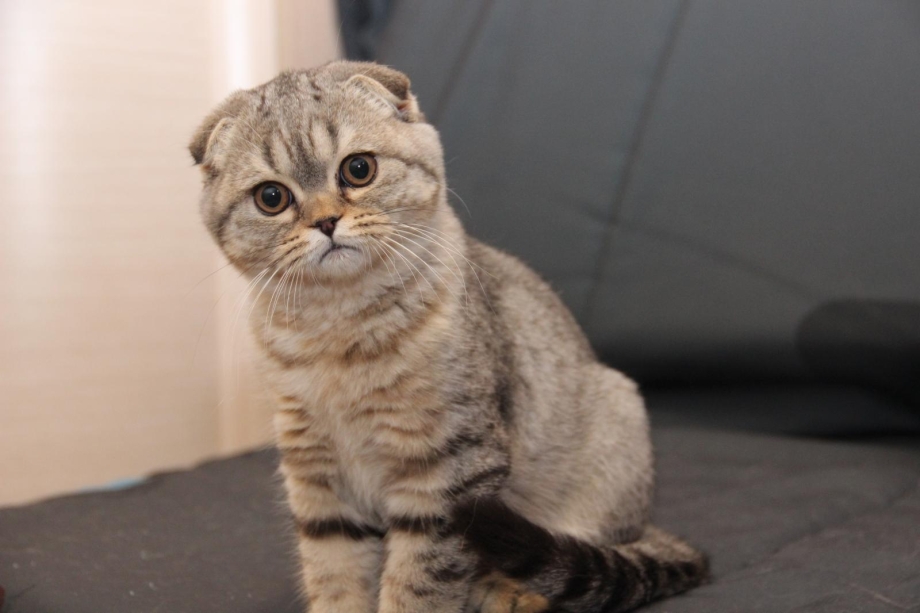 Шотландская кошка скоттиш фолд