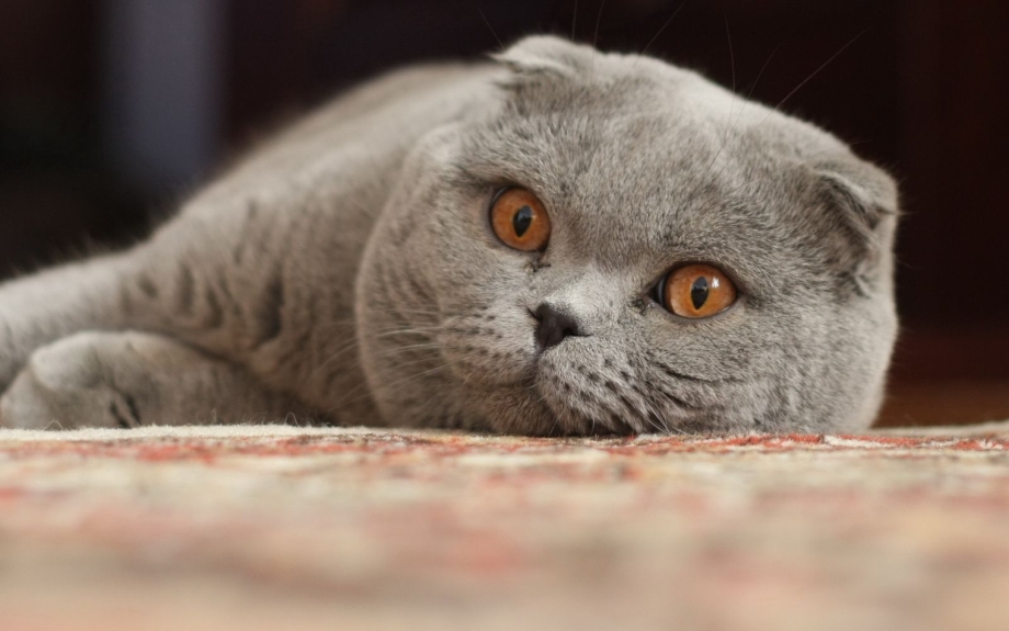 Шотландская вислоухая кошка