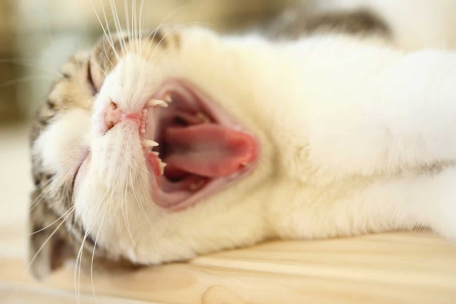 Кот с открытым ртом