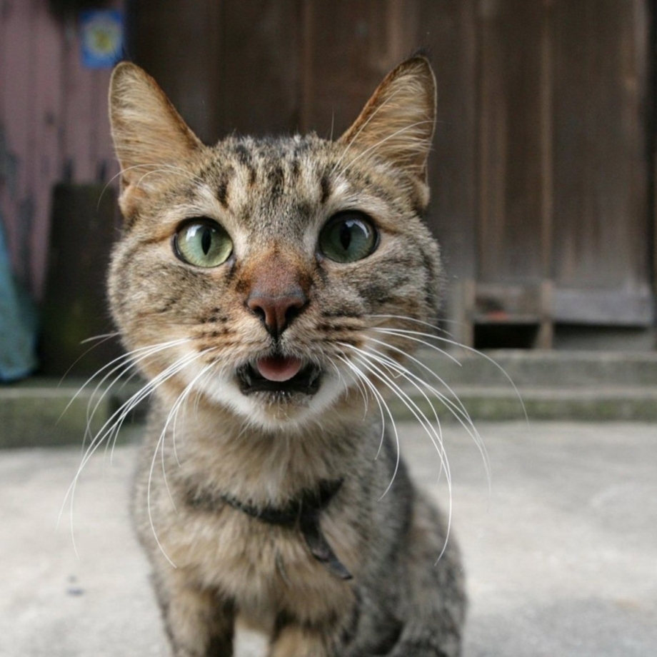 Котик с открытым ртом