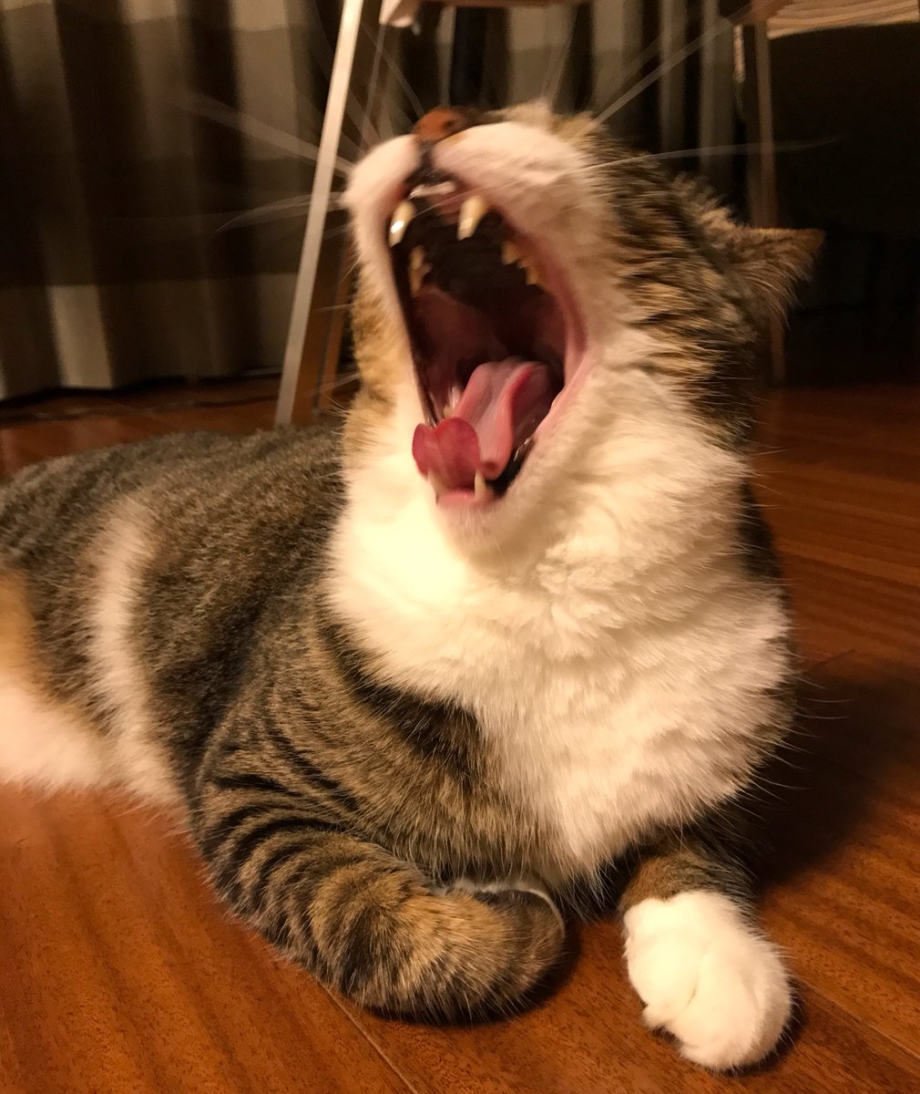 Котенок с открытым ртом